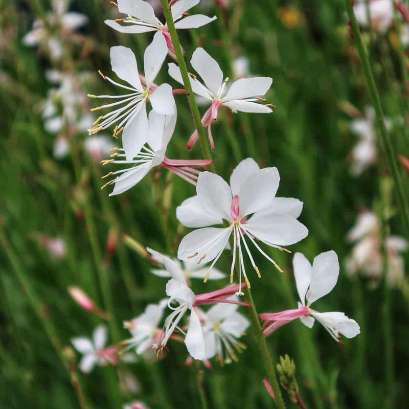 Gaura lindheimeri biała ‚Gambit White’