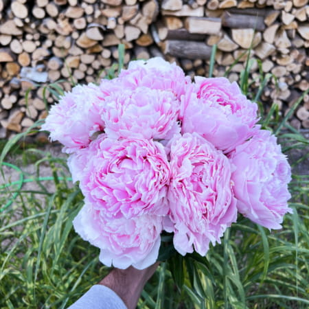Piwonia Sarah Bernhardt