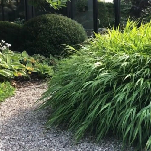 Hakonechloa macra