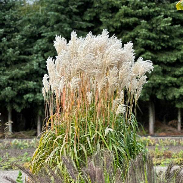 Miskant 'Ballerina'