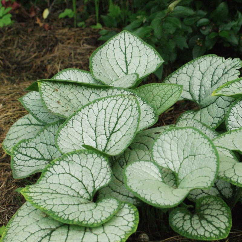 Brunnera 'Sea Heart'