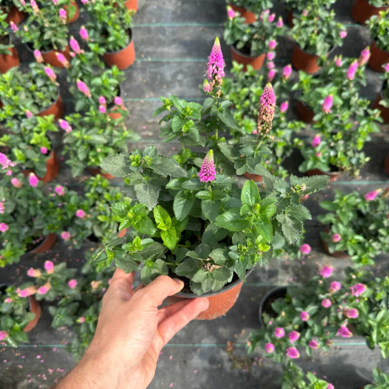 Przetacznik różowy 'Ronica Fuchsia'