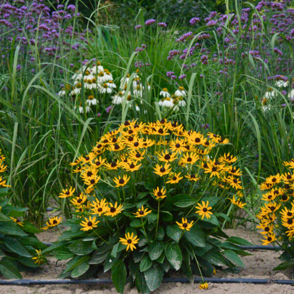 Rudbekia Little Goldstar