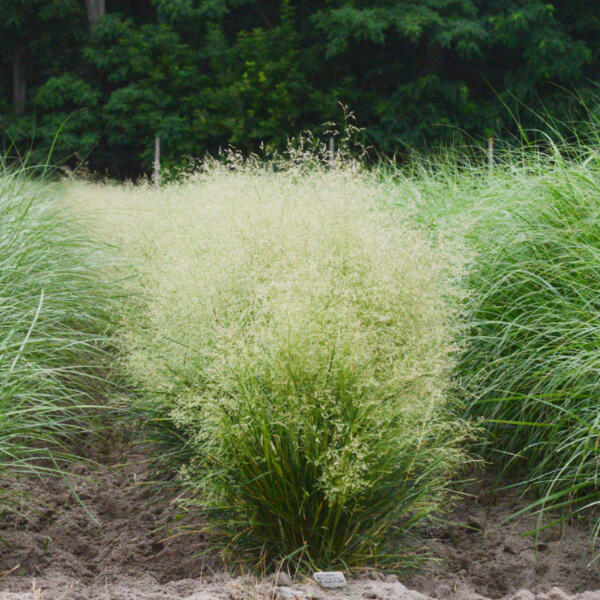 Śmiałek 'Tardiflora'