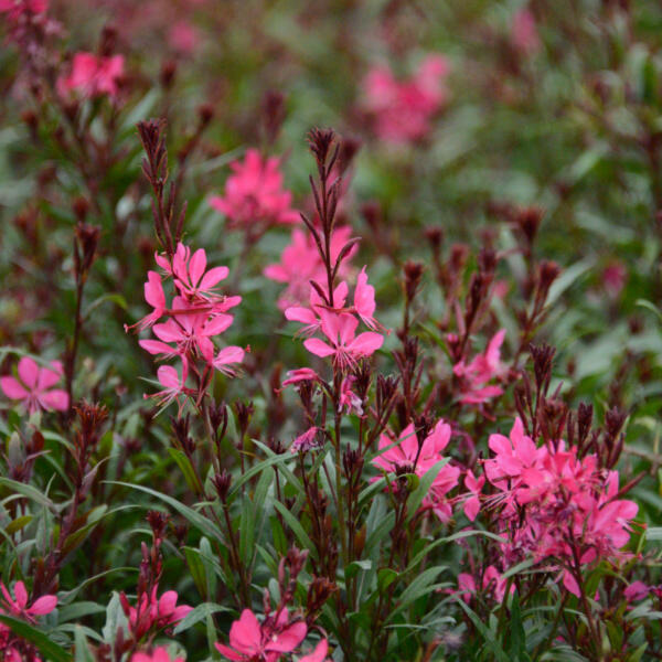 Gaura lindheimeri różowa