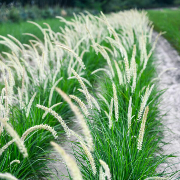 Rozplenica 'Fairy Tails'
