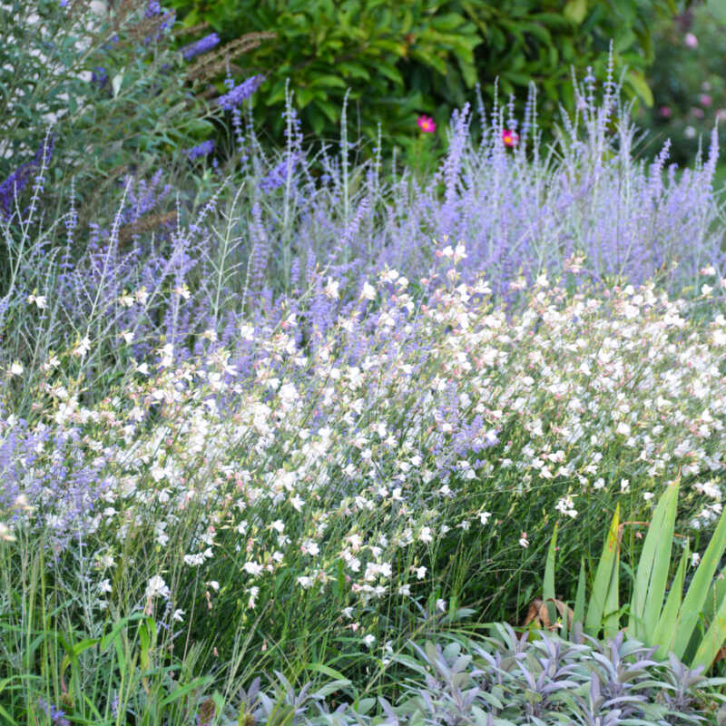Gaura lindheimeri biała ‚Gambit White’