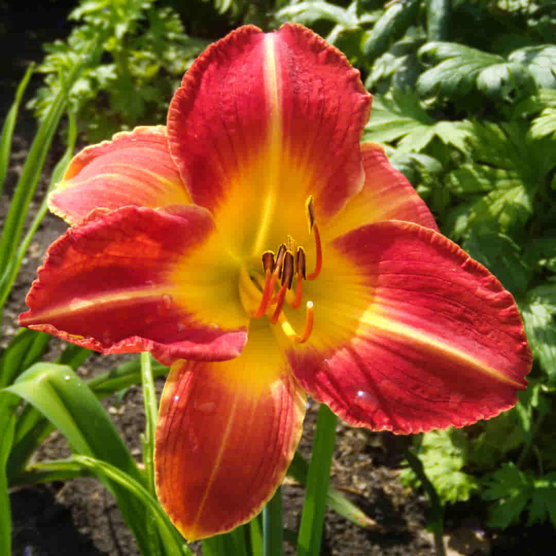 Liliowiec Princeton Paprika